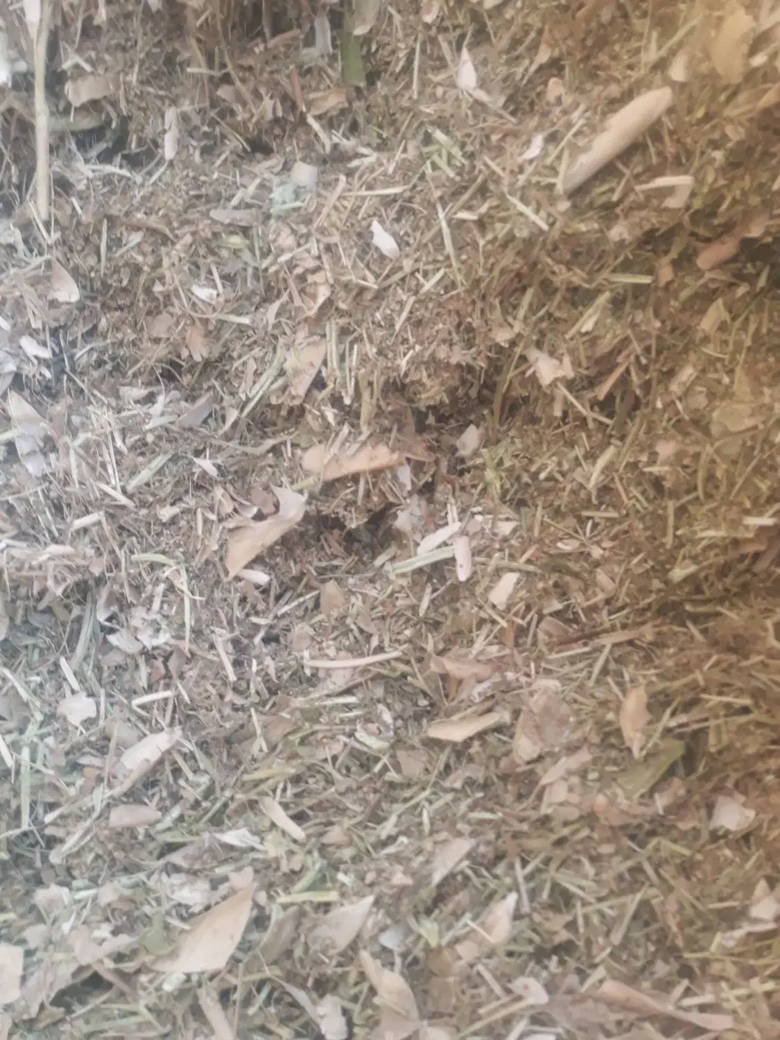 فروش کاه|عمده‌فروشی|نوشین شهر, |دیوار