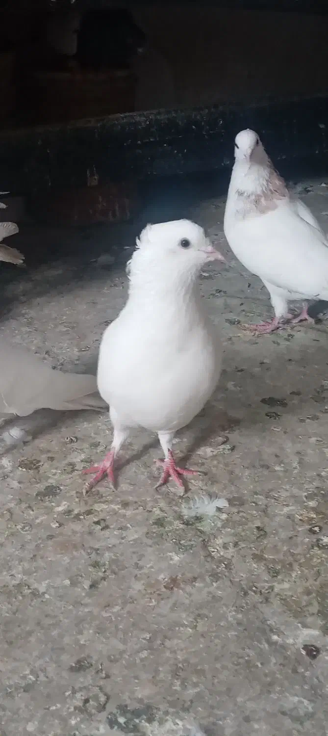 نرسفیدگم شده|حیوانات|بروجرد, |دیوار