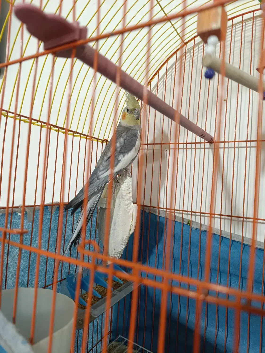 عروس هلندی|پرنده|خلیفان, |دیوار