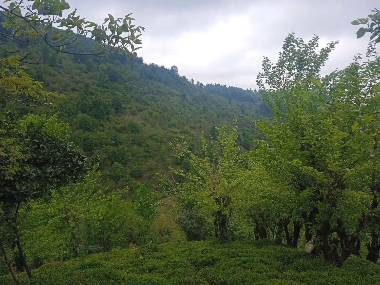 ۱۱۱۱۱۱|فروش خانه و ویلا|سیاهکل, |دیوار