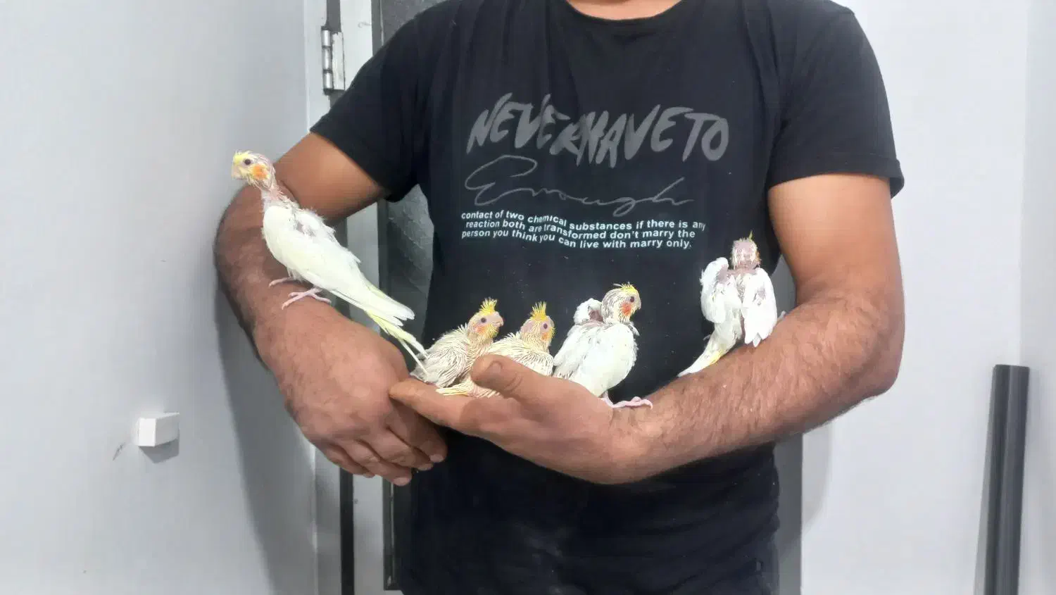 جوجه عروس هلندی دونخور یکجا و تکی|پرنده|آستارا, |دیوار