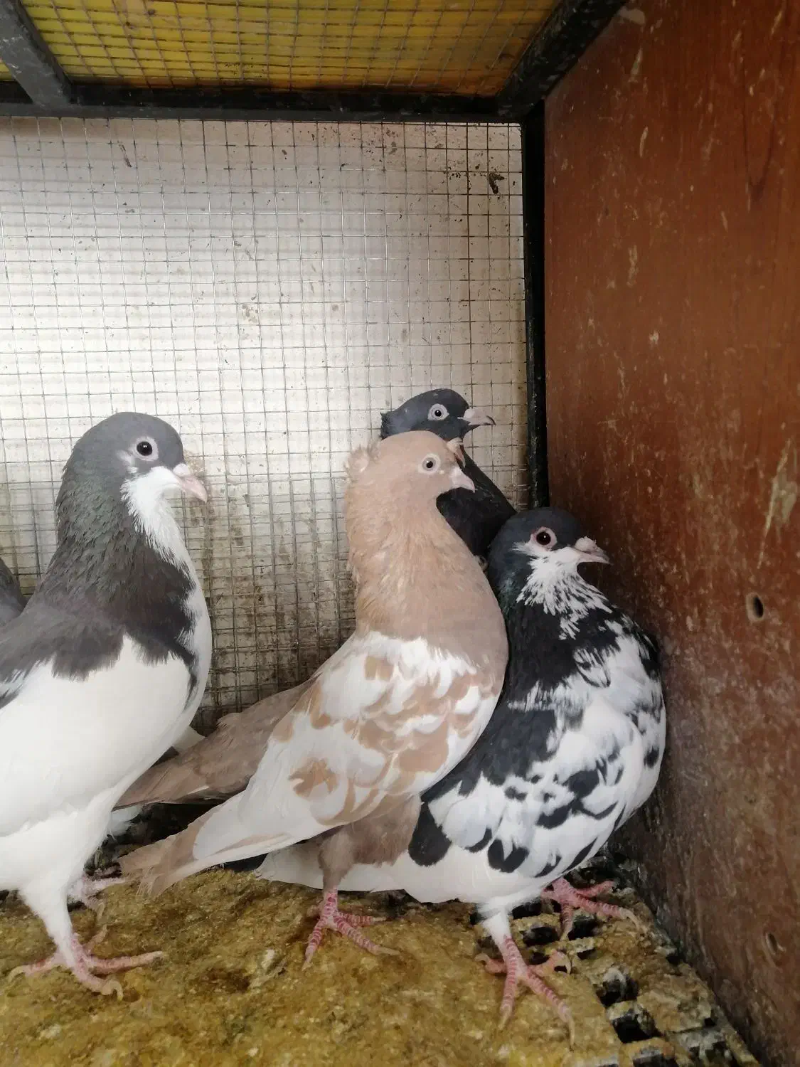 کفتر یا کبوتر|پرنده|شیراز, شهرک جماران|دیوار