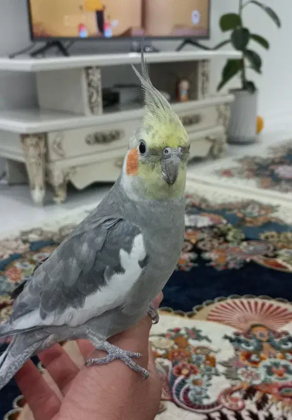 عروس هلندی دستی سخنگو لوتینو نر ماده|پرنده|مشهد, انقلاب|دیوار