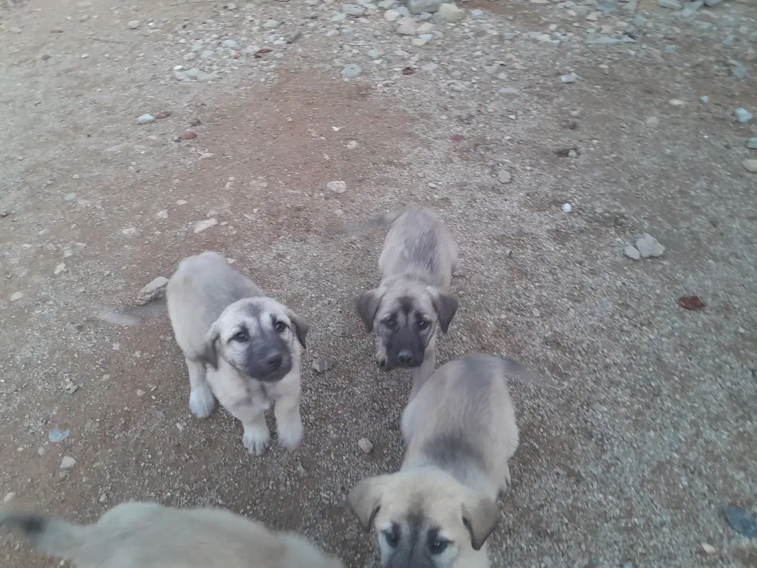 توله سراب اصیل|سگ|بروجرد, |دیوار