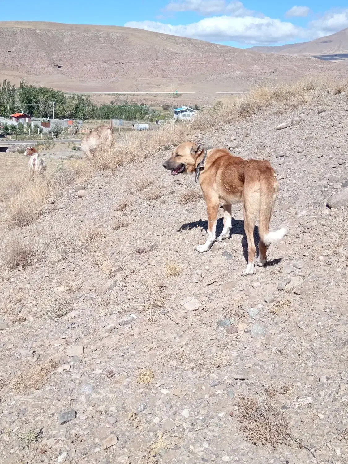 سگ... معاوضه|سگ|خواجه, |دیوار