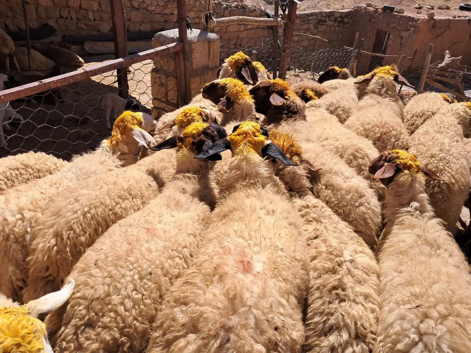 میش۰گوسفند ۰ درجه یک آنتیک|حیوانات مزرعه|زاگرس, |دیوار