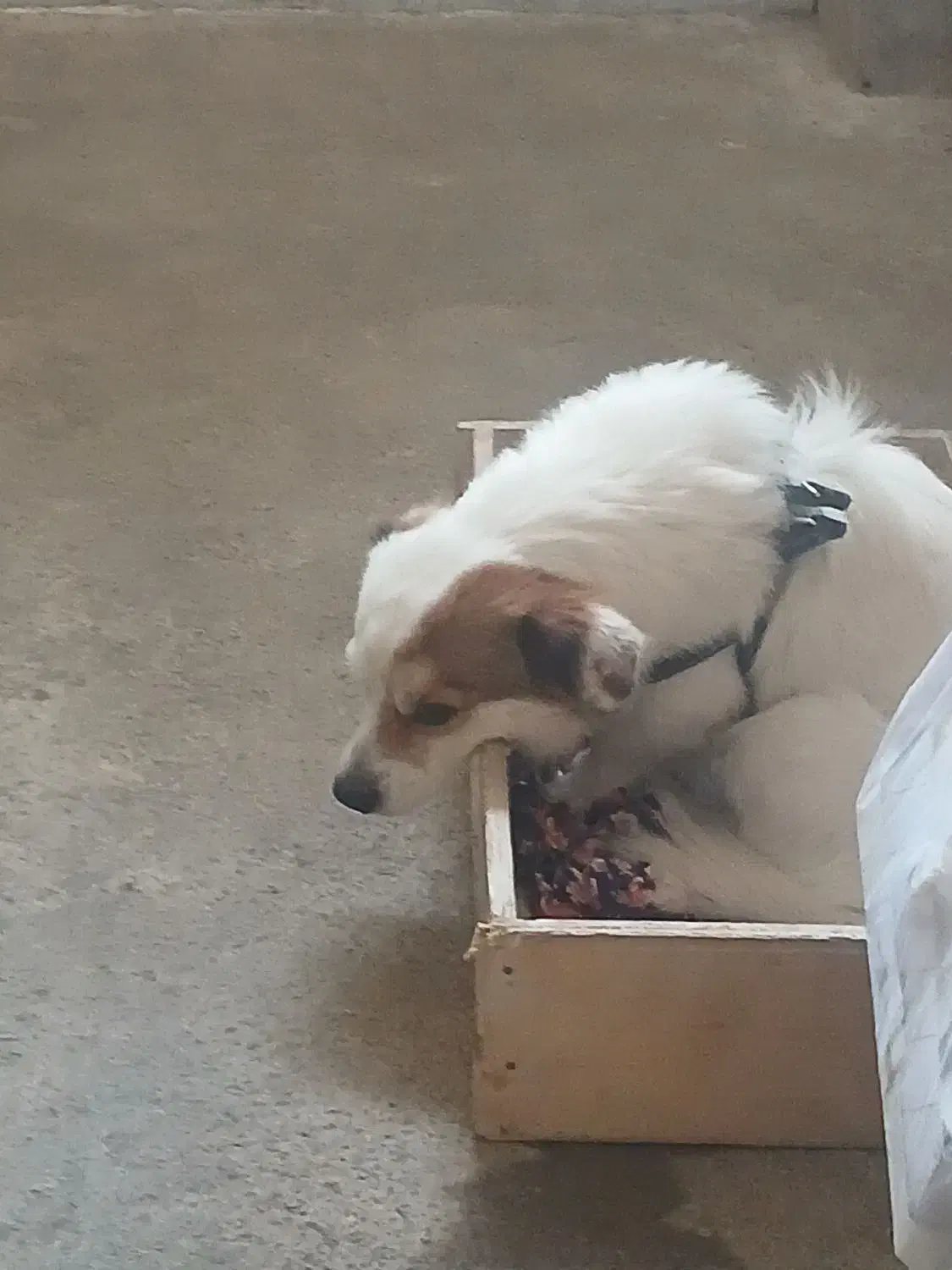 پاکوتاه|سگ|رشت, لاکان شهر|دیوار