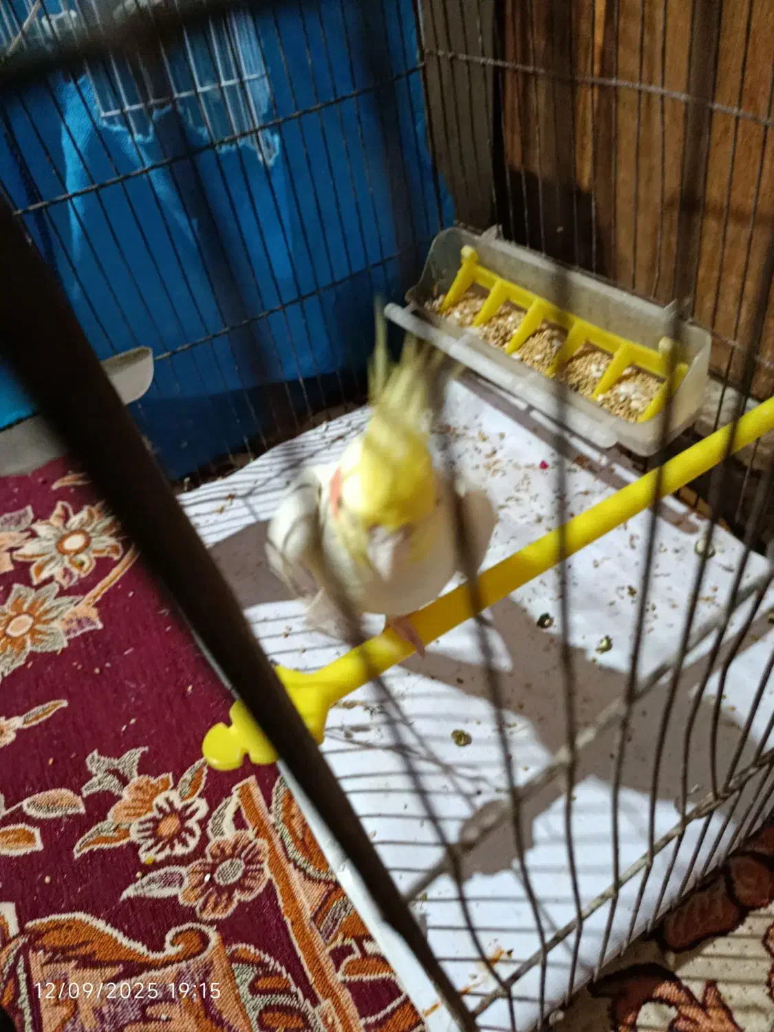 عروس هلندی سخنگو|پرنده|آق قلا, |دیوار