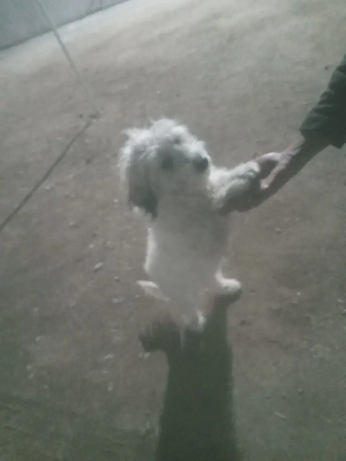 سگ شیتزو|سگ|بروجرد, |دیوار