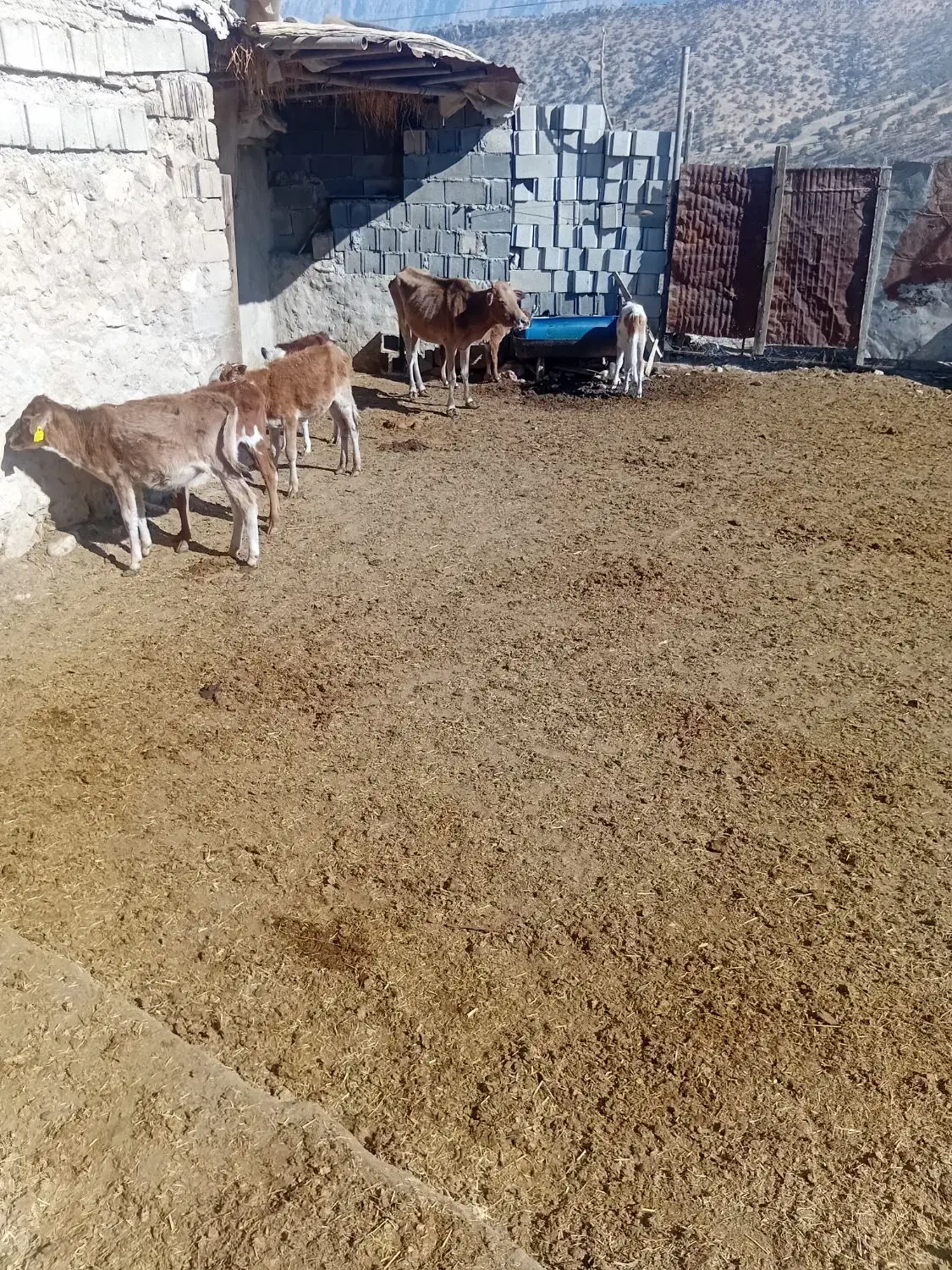 گاو وگوساله|حیوانات مزرعه|ابرکوه, |دیوار