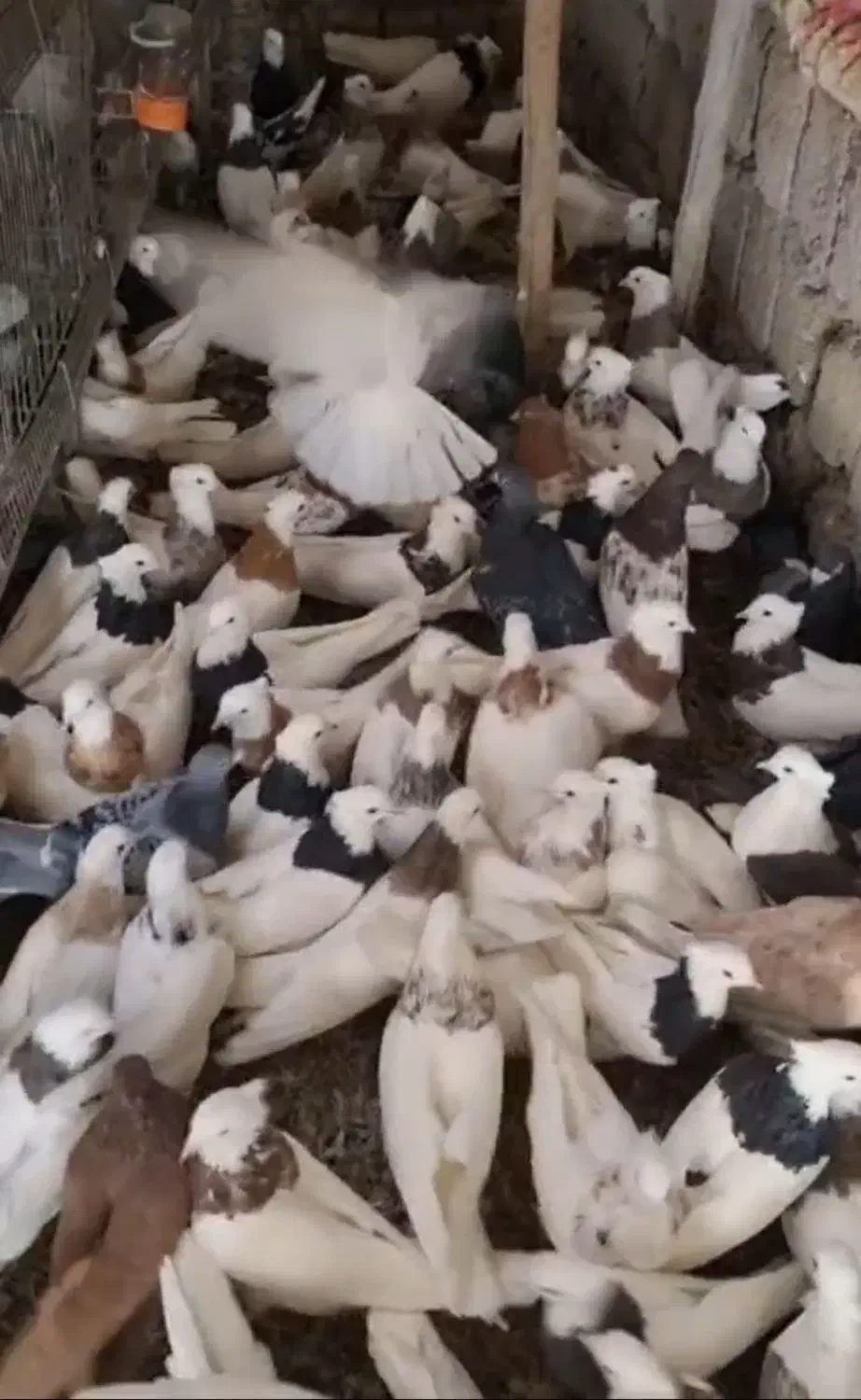 کبوتر طوقی|پرنده|مبارکه, |دیوار