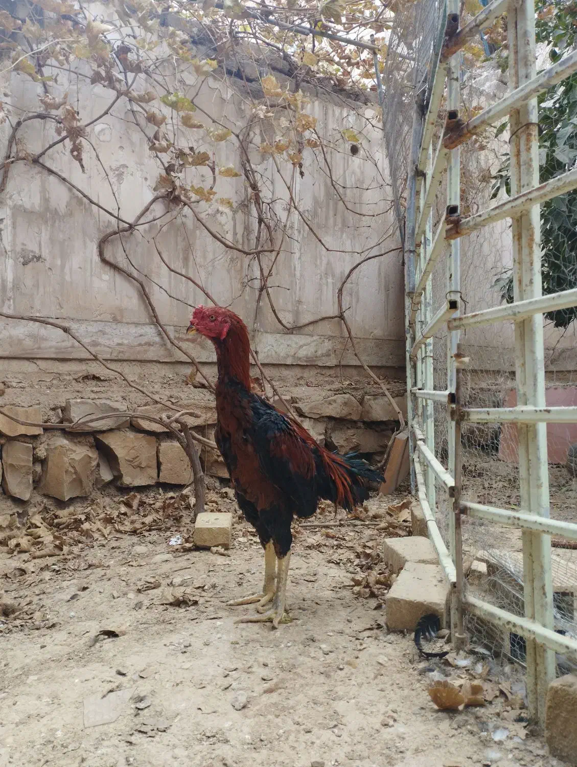 خروس لاری|حیوانات مزرعه|سرپل ذهاب, |دیوار