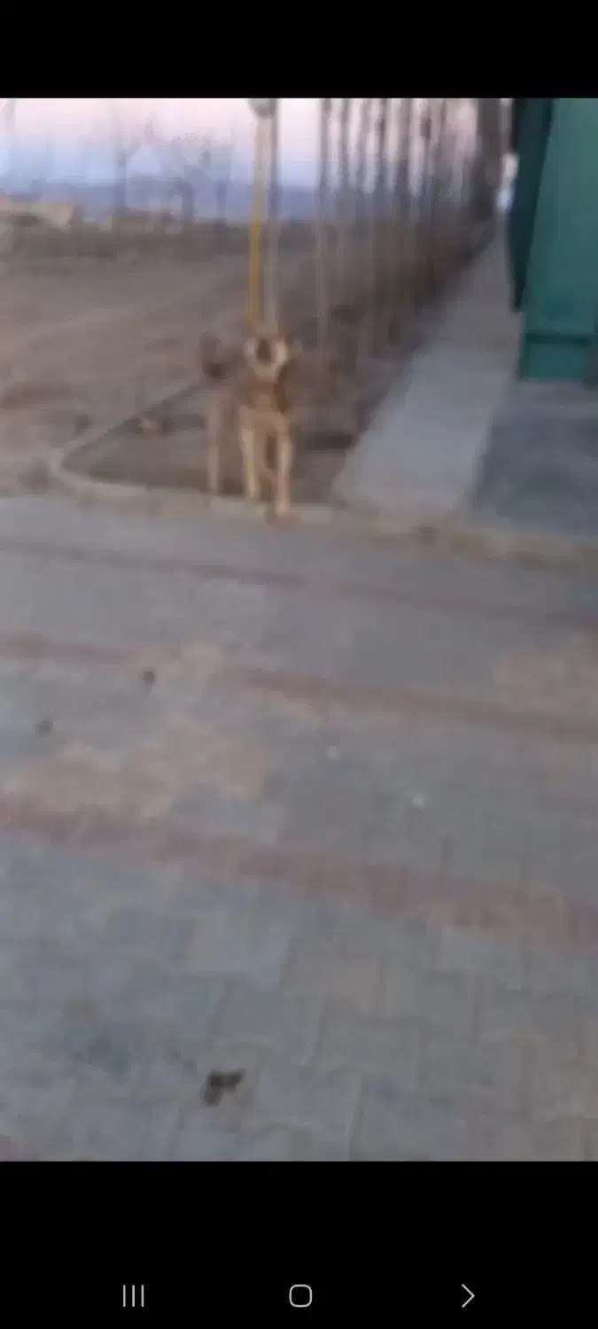 سگ عراقی|سگ|مشگین شهر, |دیوار