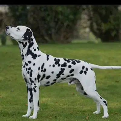 سگ دالمیشن|سگ|پاوه, |دیوار