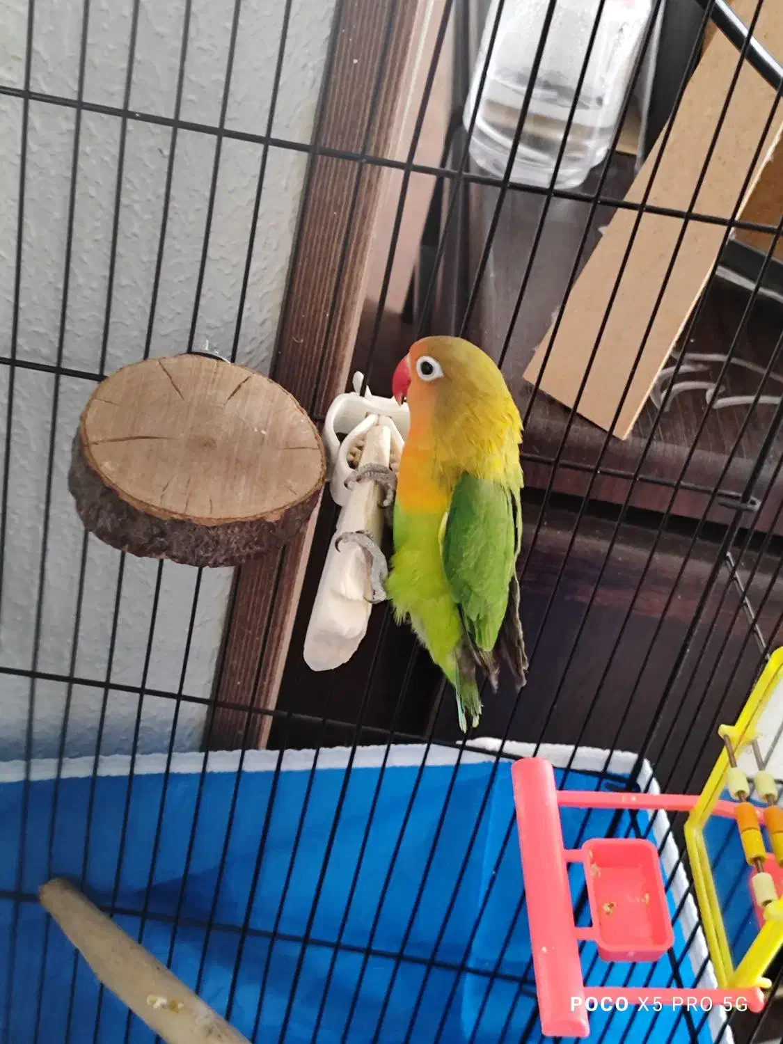 کوتوله برزیلی نر بالغ|پرنده|شاهین‌شهر, حافظ شمالی|دیوار