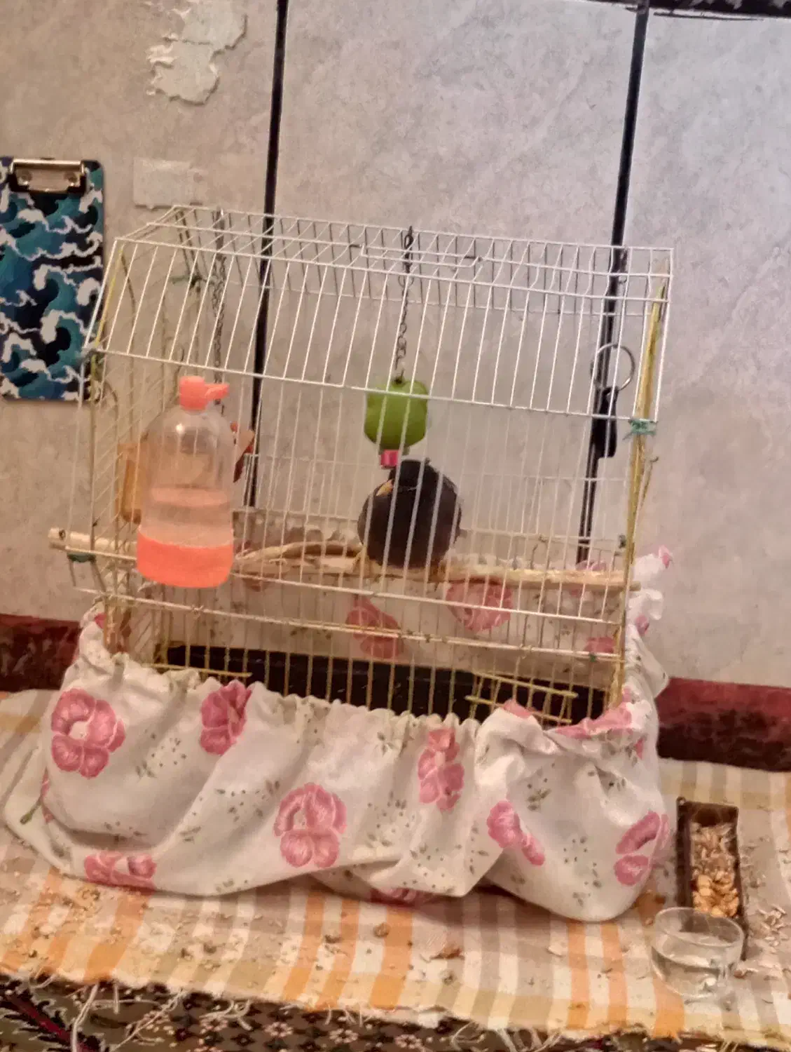 مرغ مینا|پرنده|کازرون, |دیوار