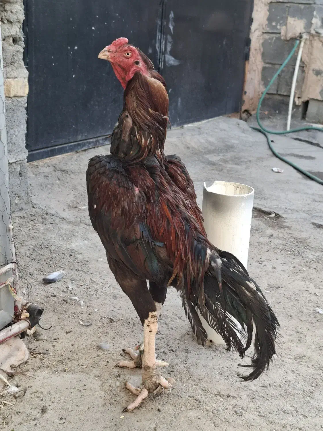 لاری|حیوانات مزرعه|رودان, |دیوار