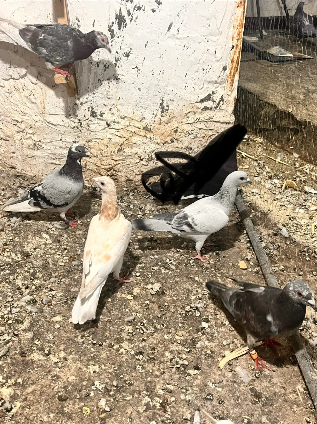 ۷عدد|پرنده|مشهد, محمدآباد|دیوار