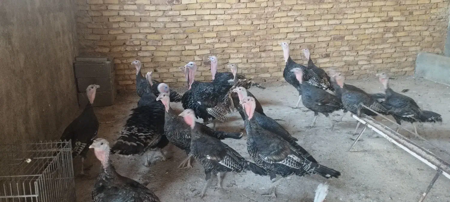 فروش بوقلمون|حیوانات مزرعه|پلنگ آباد, |دیوار