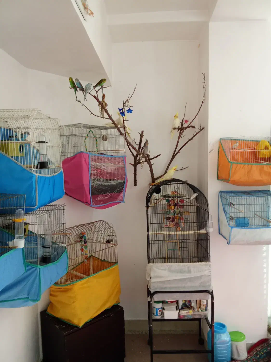 فروش عروس هلندی|پرنده|مهاجران, |دیوار