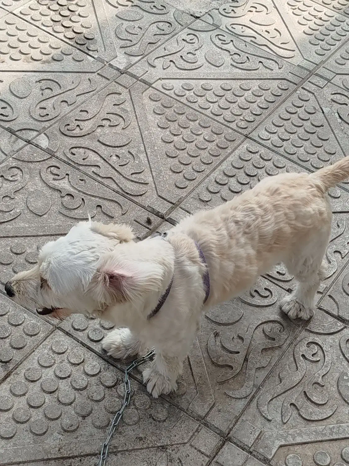 سگ واگذاری|سگ|سنگر, |دیوار