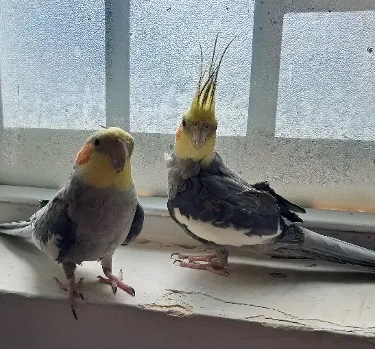 دوعدد عروس‌هلندی‌نر.دستی سخنگو|پرنده|قیدار, |دیوار