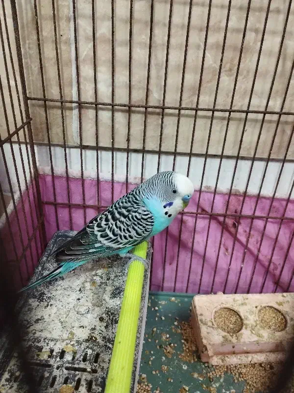 پرنده مرغ عشق نرو ماده|پرنده|کاشان, قطب راوندی|دیوار