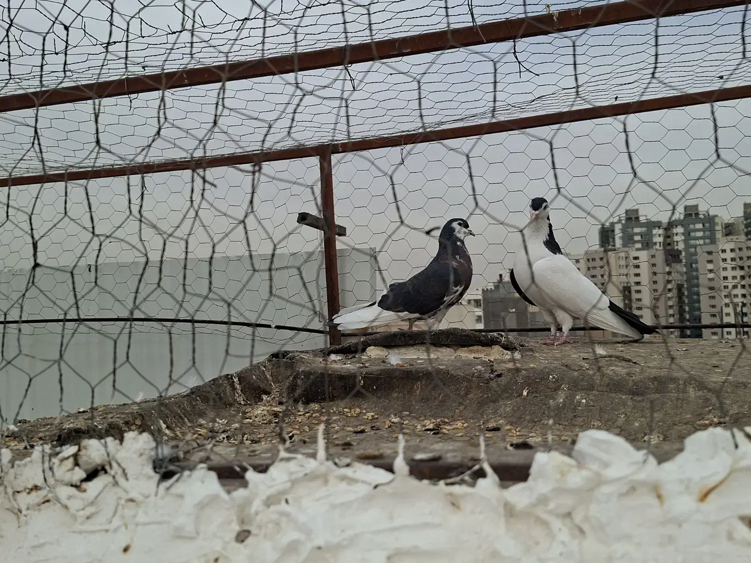 مسافت بلندکفتر مسابقه و ی جفت چپدم|پرنده|مشهد, کارده|دیوار