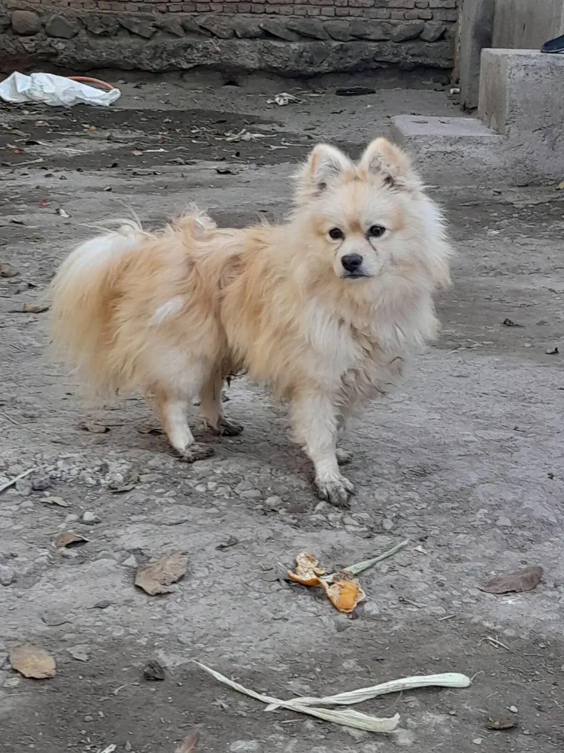 توله سگ نر دوساله|سگ|اردبیل, |دیوار