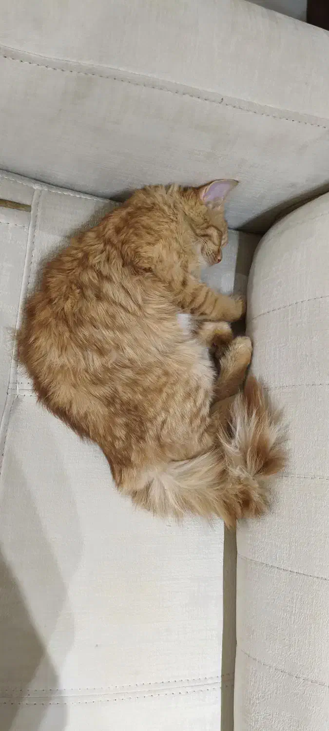 گربه DLH|گربه|تفت, |دیوار