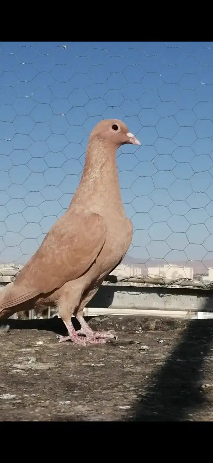 کفتر وکبوتر زرد کرمانی کل وکاکلی|پرنده|فردوس (خراسان), |دیوار