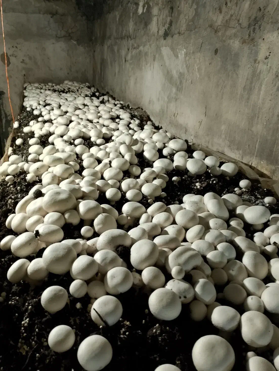 فروش قارچ دکمهای درجه یک ودو|خوردنی و آشامیدنی|فریمان, |دیوار