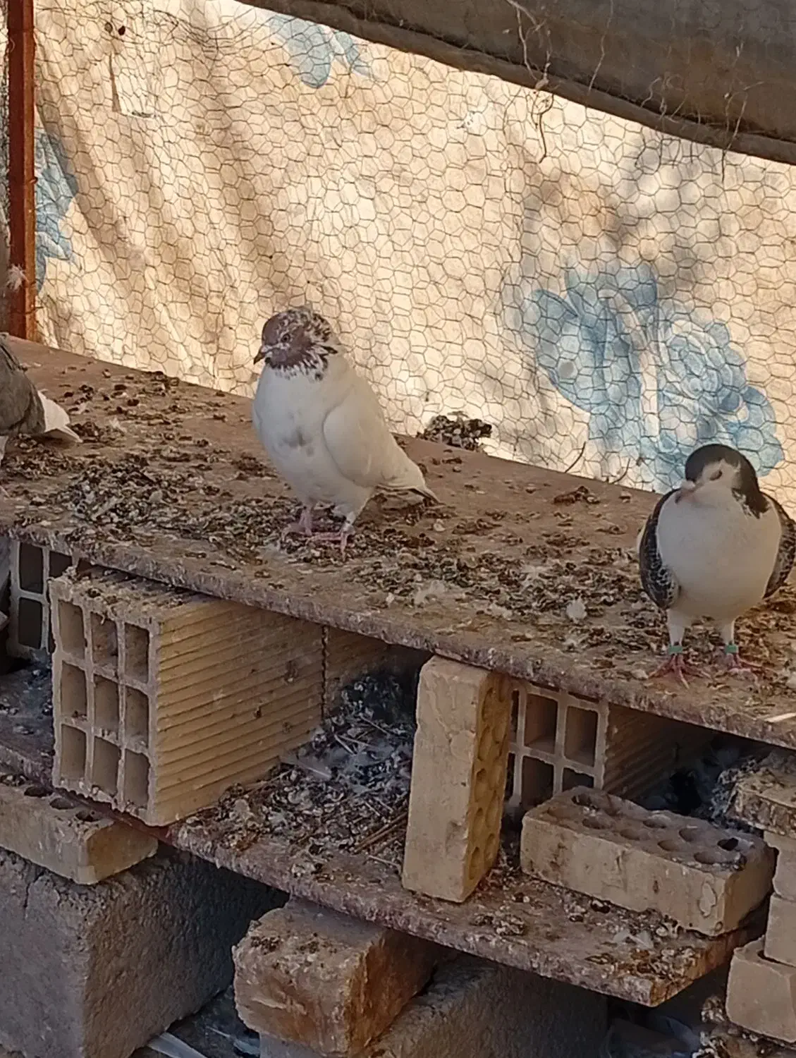 کبوتر|پرنده|تیران, |دیوار