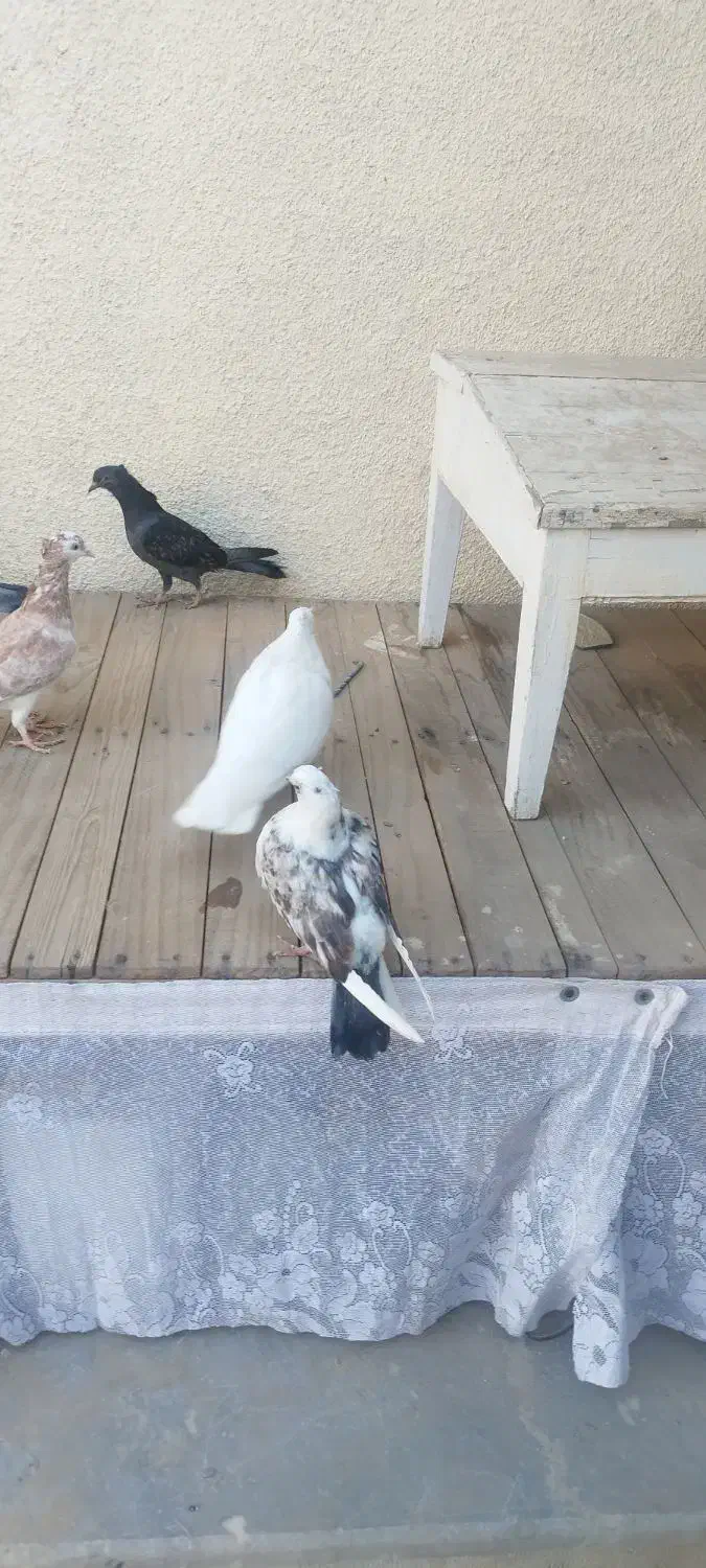 کفتر  آبادان شازده|پرنده|قم, انصار‌الحسین|دیوار