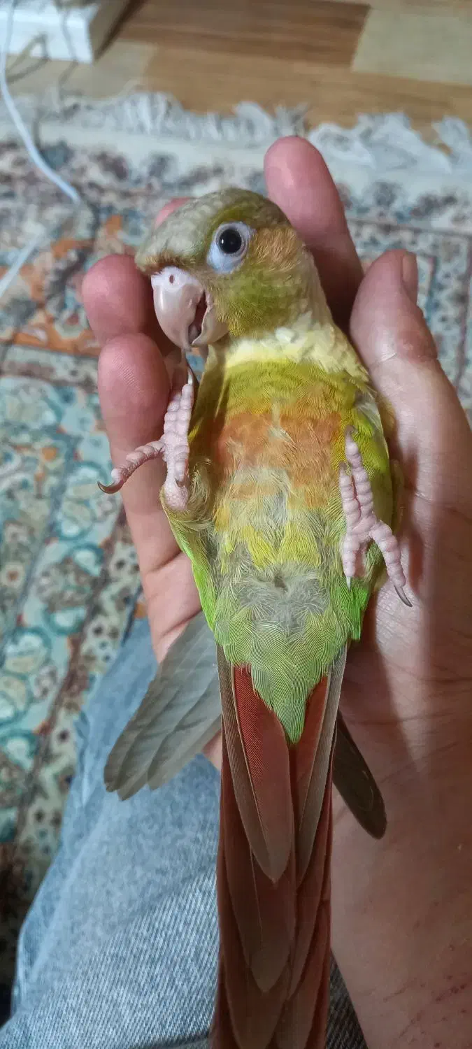 طوطی گرینچیک آناناسی|پرنده|فردیس, داوری|دیوار