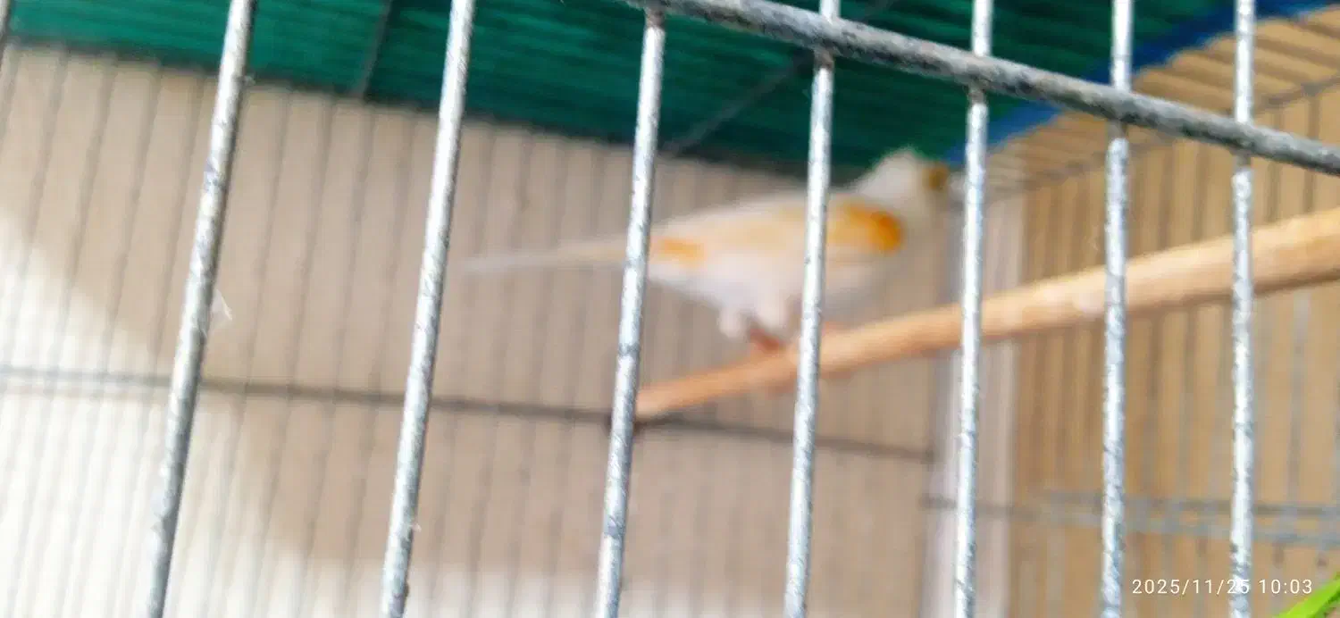 قناری ماده|پرنده|پلدختر, |دیوار