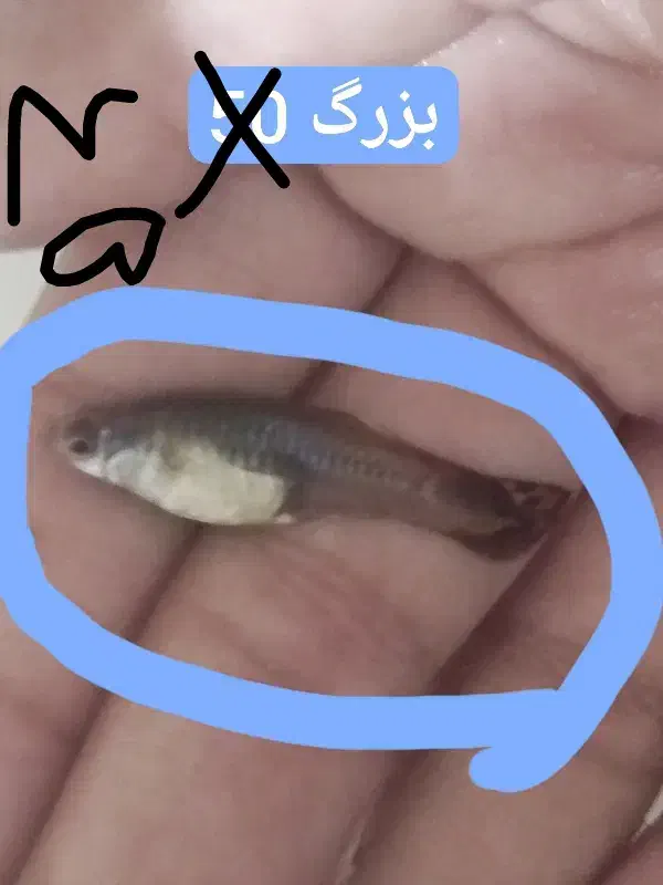 ۱۷ عدد ماهی آکواریومی گوپی|ماهی|ایذه, |دیوار