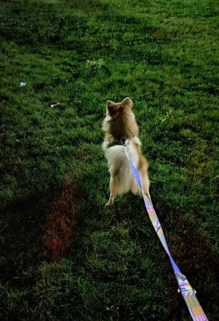 اهدایی|سگ|تهران, مولوی|دیوار