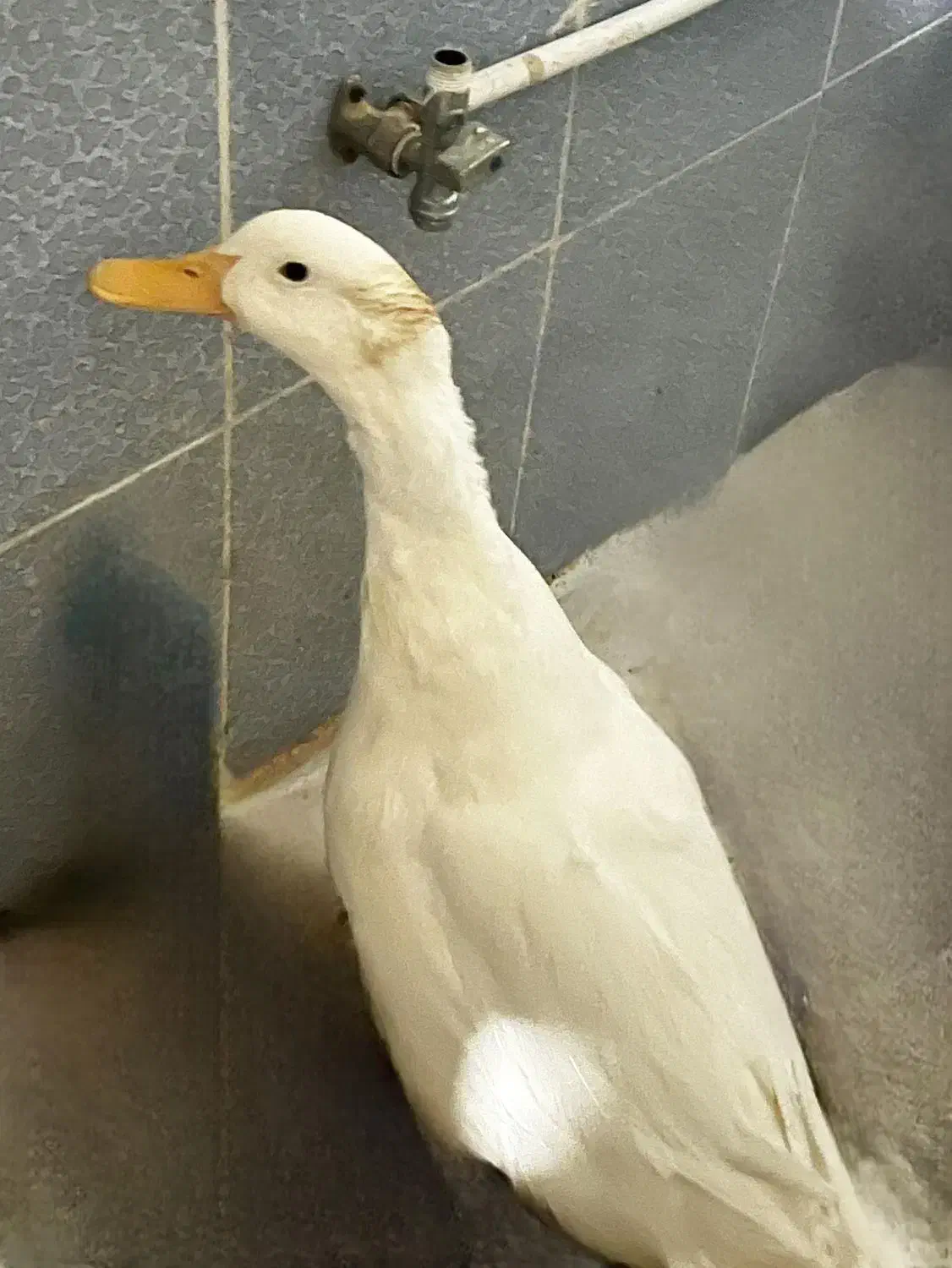 فروش یه عدد اردک|پرنده|شیراز, زیباشهر|دیوار