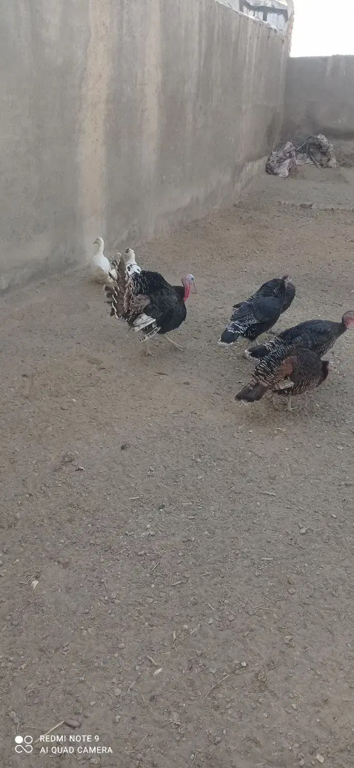 مرغ بوقلمون|حیوانات مزرعه|گلپایگان, |دیوار