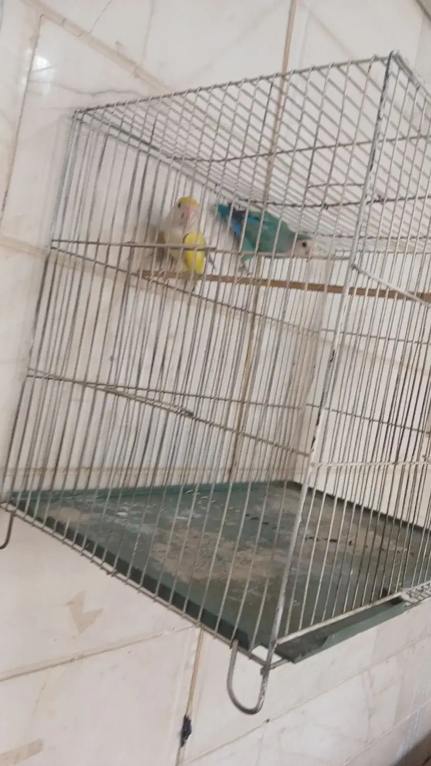 طوطی برزیلی|پرنده|کرمانشاه, |دیوار