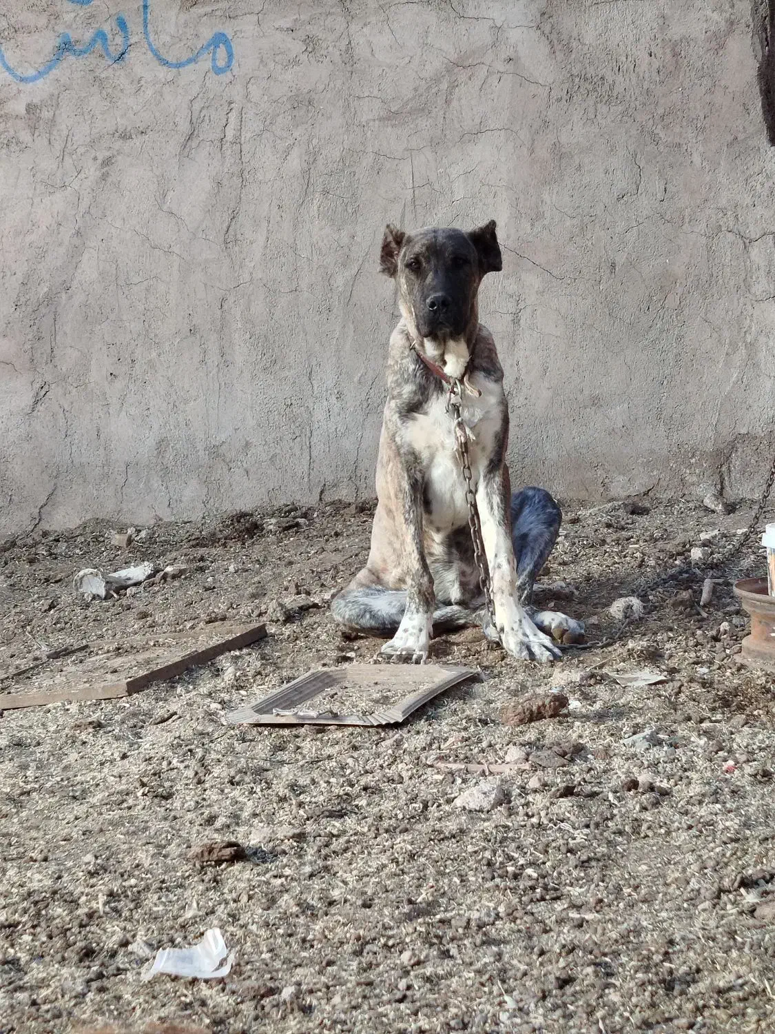 سگ ۷ماهه|حیوانات|باخزر, |دیوار