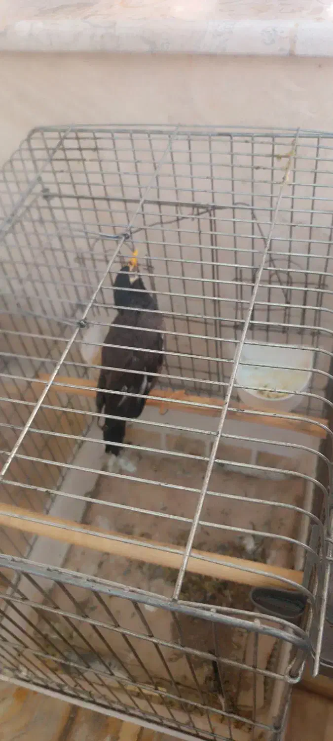 مرغ مینا|پرنده|ملایر, |دیوار