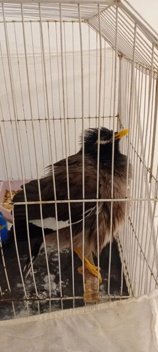 میناسخن گو|پرنده|مهران (ایلام), |دیوار