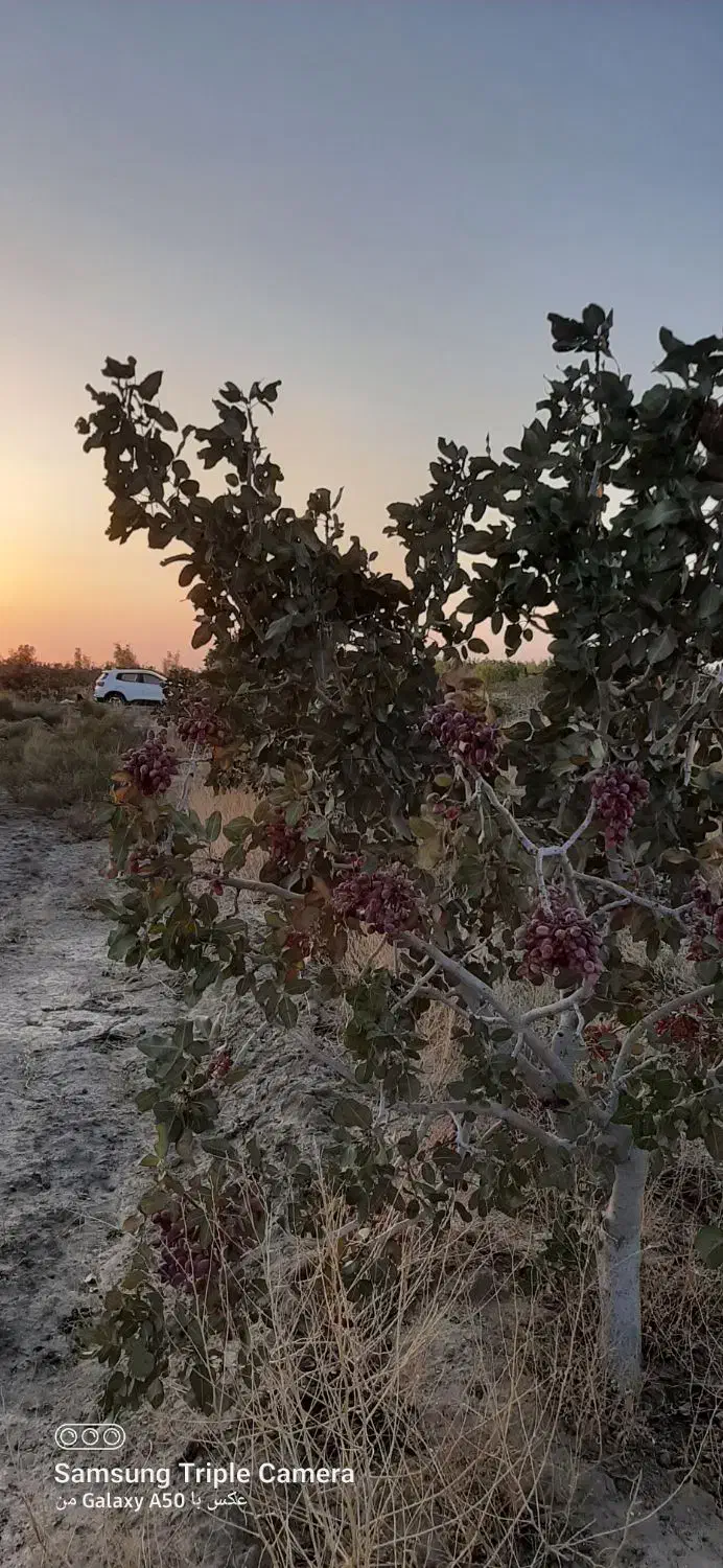 ۱۲ ساعت آب با۴هکتار زمین|فروش زمین و ملک کلنگی|جلگه ماژان, |دیوار