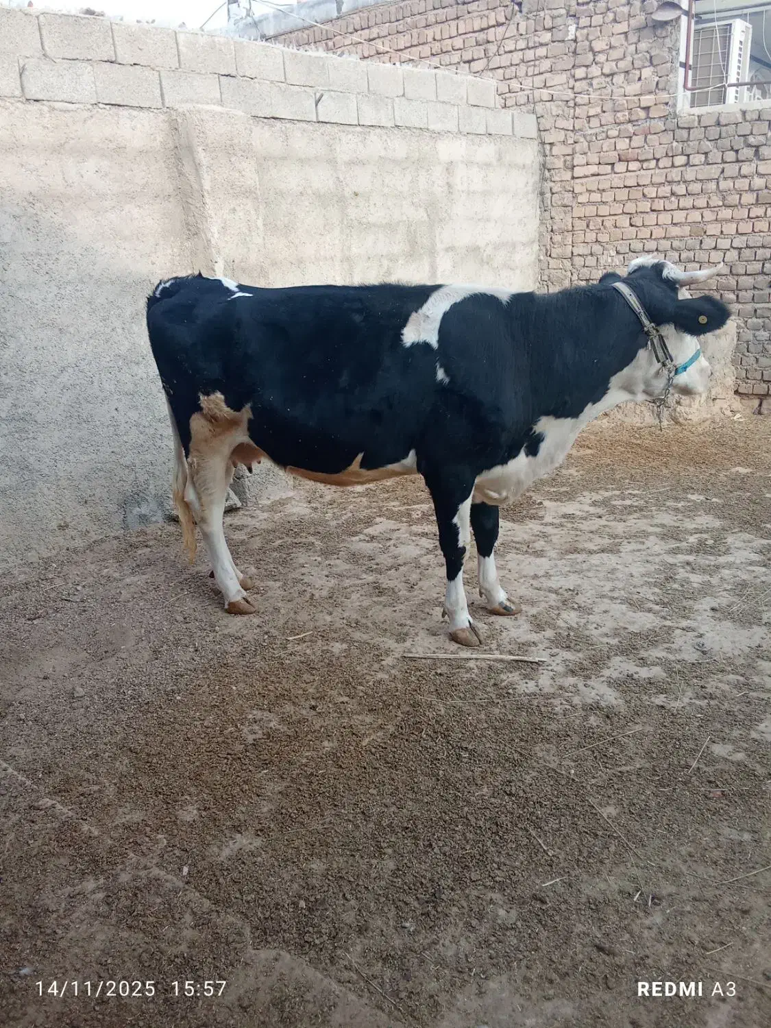 گاو سیمیتال|حیوانات مزرعه|کوهنانی, |دیوار