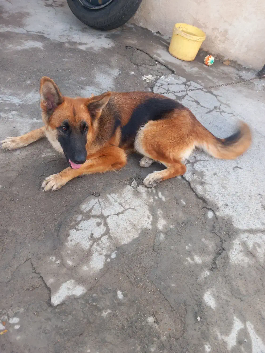 سگ ژرمن|سگ|جیرفت, |دیوار