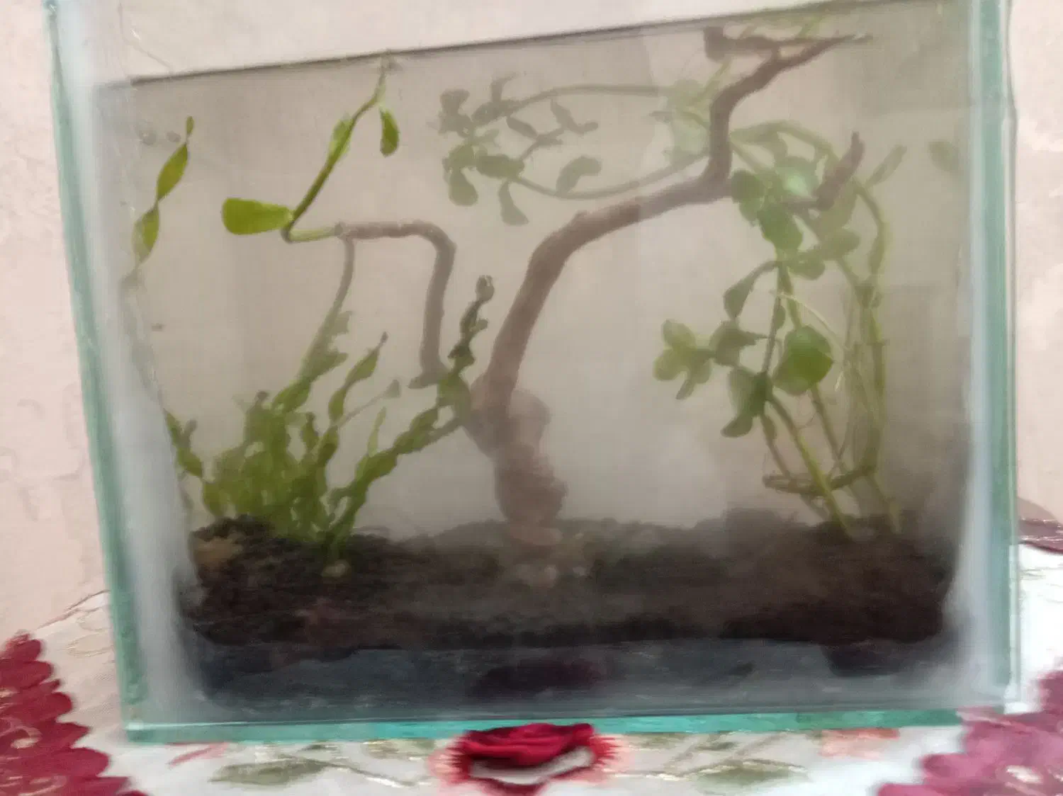 آکواریوم پلنت|ماهی|تبریز, |دیوار