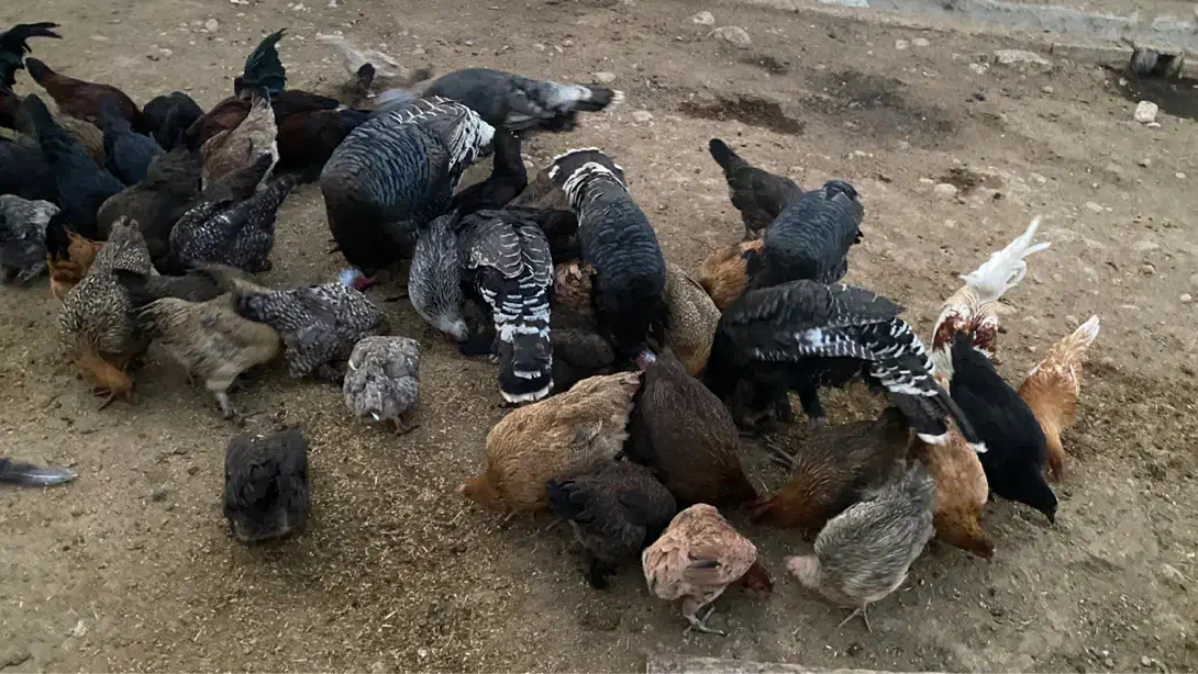 بوقلمون|حیوانات مزرعه|بهبهان, |دیوار