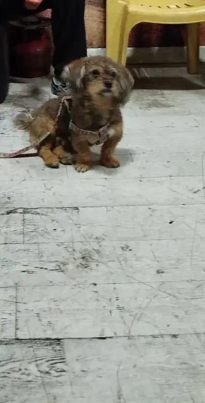 سگ گمشده|حیوانات|کرج, خرمدشت|دیوار